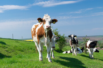 Fototapeta na wymiar A curious dairy cows standing and grazing in pasture