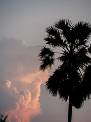 Silhouette of Sugar palm tree with magenta sky and clouds at dusk - 736877901
