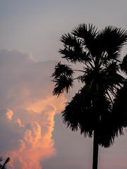Silhouette of Sugar palm tree with magenta sky and clouds at dusk - 736877902