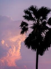 Silhouette of Sugar palm tree with magenta sky and clouds at dusk - 736877920