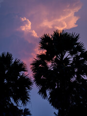 Silhouette of Sugar palm tree with magenta sky and clouds at dusk - 736877921