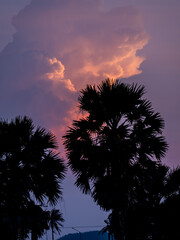 Silhouette of Sugar palm tree with magenta sky and clouds at dusk - 736877941