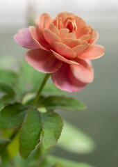 Shape and colors of roses that bloom in the garden - 736877953
