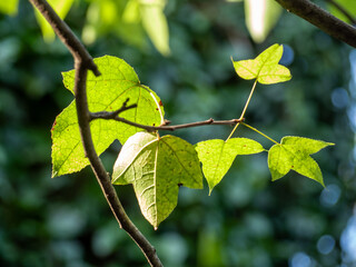 Three-lobed leaves of maple Acer buergerianum - 736877995