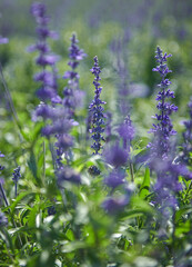 Vivid blue salvia flowers bloom across the field