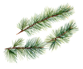 Pine branch watercolor isolated illustration. green natural forest christmas tree. needles branches greenery hand drawn. holiday decor with fir branch. holiday celebration decoration for 2024 new year