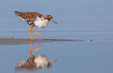Ruff - male bird at a wetland on the mating season in spring
