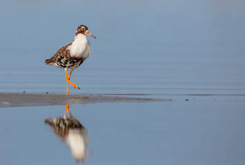 Ruff - male bird at a wetland on the mating season in spring