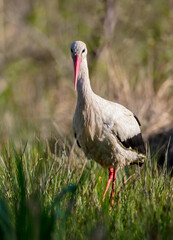 The white stork - at a wet fields in spring