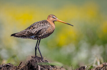 The black-tailed godwit - adult bird at a wet fields in late spring
