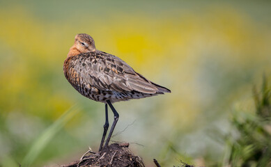 The black-tailed godwit - adult bird at a wet fields in late spring