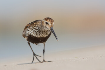 Dunlin - adult bird at a seashore on the autumn migration way