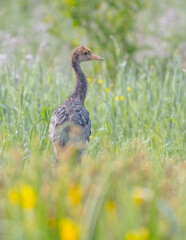 The common crane - juvenile bird at a wetland in the morning fog