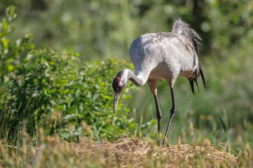 The common crane - male bird at a wetland in summer