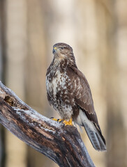 Common Buzzard in winter at a wet forest