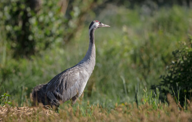 The common crane - male bird at a wetland in summer