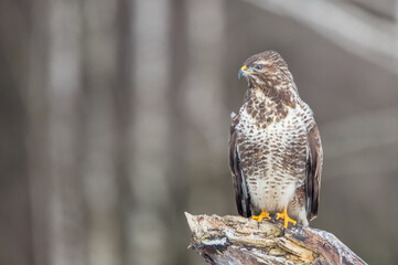 Common Buzzard in winter at a wet forest