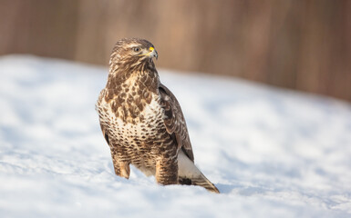 Common Buzzard in winter at a wet forest