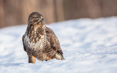 Common Buzzard in winter at a wet forest