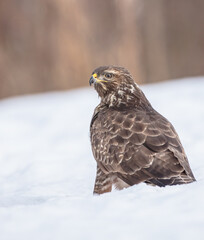 Common Buzzard in winter at a wet forest