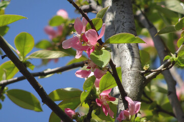 ピンクのカリン（ Pseudocydonia sinensis）の花