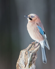 Eurasian Jay - in winter at the wet forest