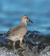 Red Knot - on the autumn migration way at a seashore