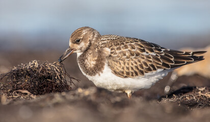 Ruddy Turnstone -  at the sea shore on autumn migration way