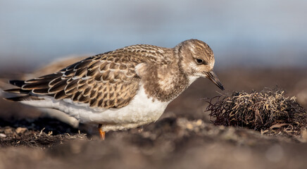 Ruddy Turnstone -  at the sea shore on autumn migration way