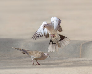 Two eurasian collared dove, Streptopelia decaocto, fighting with each other, Fuerteventura, Canary Island, Spain