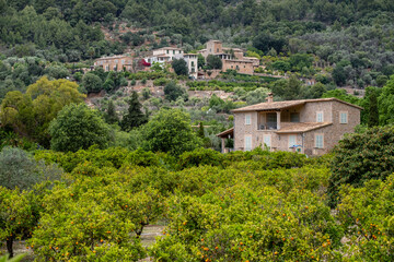 Fototapeta na wymiar Binibassí, Soller valley route, Mallorca, Balearic Islands, Spain