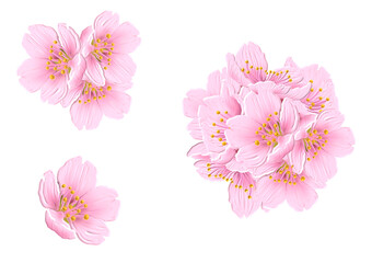 桜の花　3ⅾイラストセット