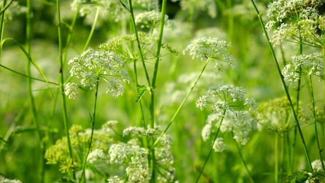 The cow parsley, Anthriscus sylvestris, is an umbelliferous plant. The wild chervil grow in meadow. Kupyr on a summer day, close-up, side view. White flowers on a green background.	