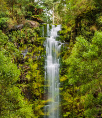 The view of the Erskine Falls in the Cape Otway National Park