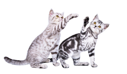 Two playful kittens Scottish Straight playing together isolated on white background