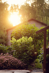 sunset in beautiful cottage garden. Flowerbed with blooming spirea japonica and hydrangea...
