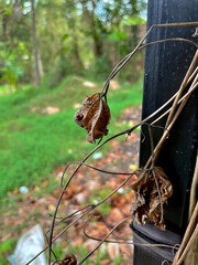 Decayed Sri Lanka Winged Bean plant