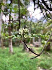 Small blooming Curry leaves flowers
