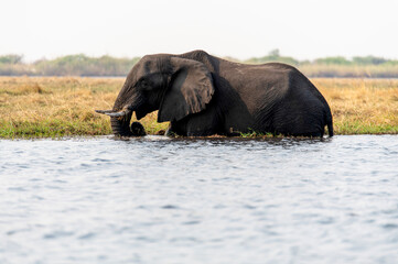View of an elephant at Chobe National Park in Botswana