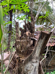 An old decayed coconut tree