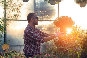Man working in a flower nursery greenhouse, taking care of plants and preparing it for selling.