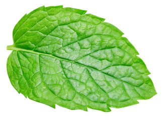 Obraz premium Mint isolated on white background with clipping path