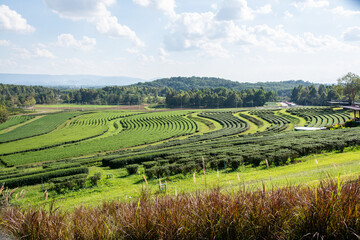 Tea plantation in Singha Park , Chiang Rai in Thailand