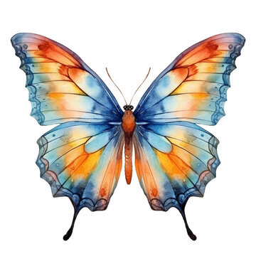 watercolor painted butterfly isolated