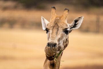 Giraffe feeding at Monarto Safari Park, South Australia