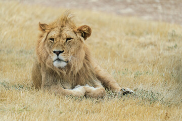 Lion at Monarto Safari Park, South Australia