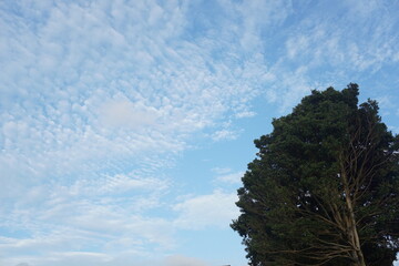 Obraz premium 空と木