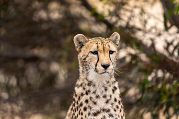 Cheetah at Monarto Safari Park, South Australia