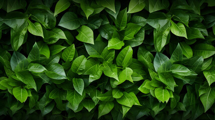 Fototapeta na wymiar Dark green leaves closeup texture photo,, Green Leaves Background Wallpaper Photo