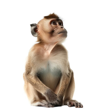 Male monkey hamadryad on transparency background PNG